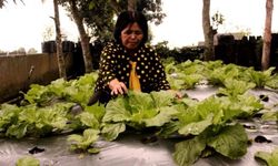 Pertanian Perkotaan, Mengapa Tidak?