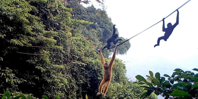 Primata langka, Gibbon Hainan tertangkap kamera menggunakan jembatan buatan.