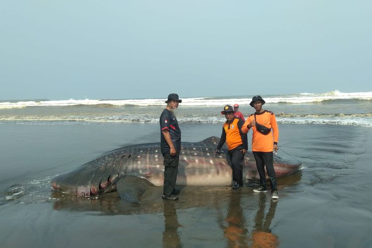Hiu Paus 5 Meter Mati Terdampar di Pantai Bleberan Cilacap, Total Sudah 5 Ekor