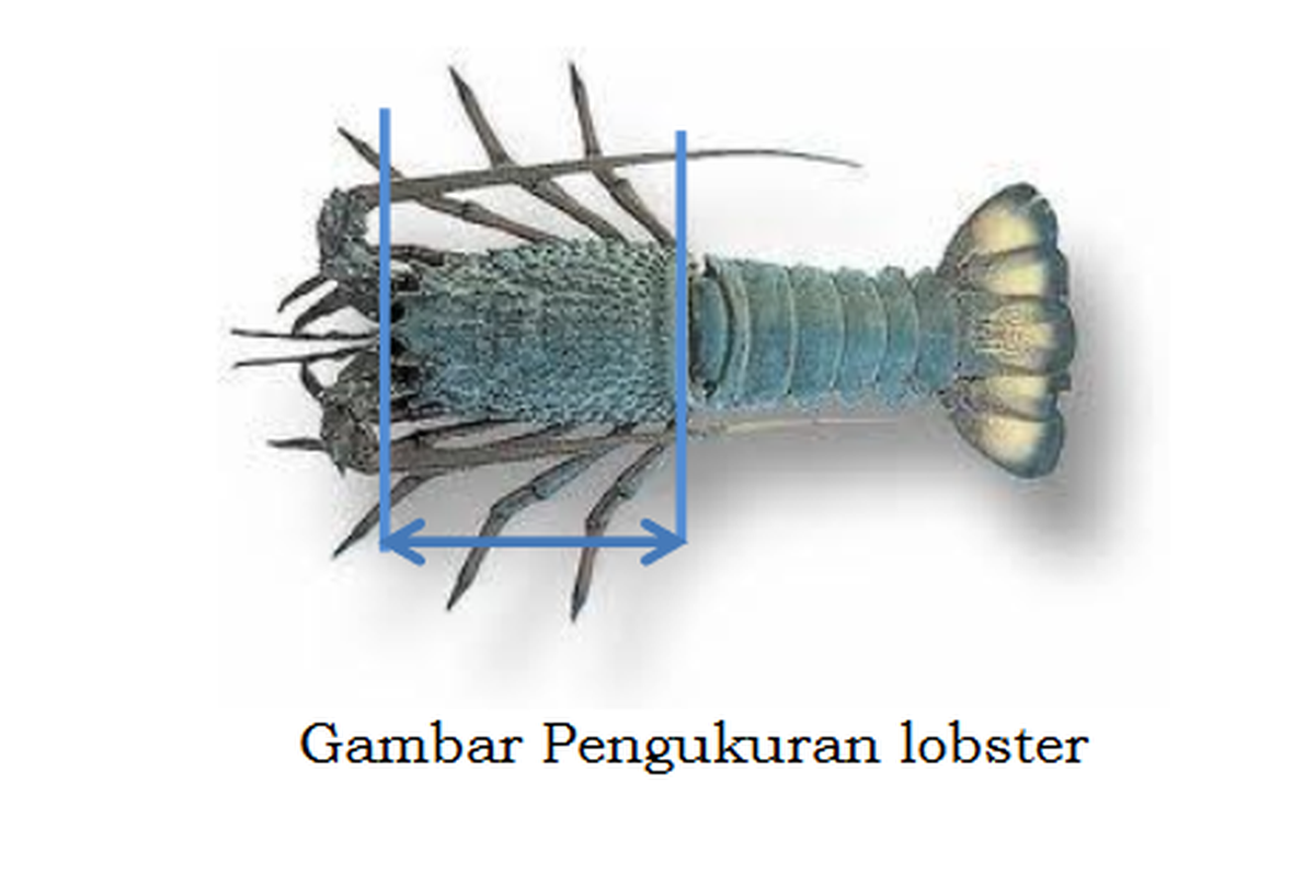 Gambar pengukuran lobster. Boleh diambil jika panjangnya lebih dari 8 sentimeter.