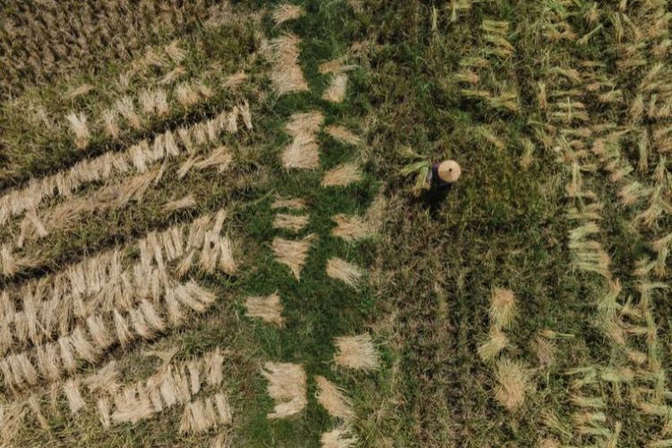 Patahkan Stigma, Inilah Kisah Kolaborasi Petani dengan Industri Tambang yang Bertanggung Jawab