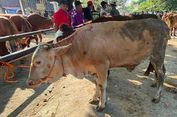 Distankan Sukoharjo Jelaskan Kriteria Sapi yang Cukup Umur untuk Kurban