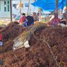 60 Ton Rumput Laut Nunukan Diekspor ke Korsel,  Nilainya Tembus Rp 1 Miliar