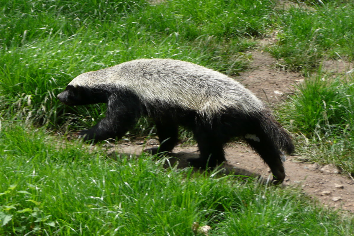 Honey Badger