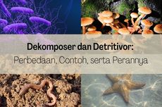 Dekomposer dan Detritivor: Perbedaan, Contoh, serta Perannya