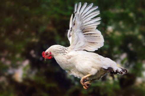 Alasan Ayam Tidak Bisa Terbang Jauh meski Memiliki Sayap
