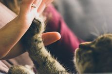 Bisakah Kucing Berbicara dengan Manusia? Inilah 6 Makna di Baliknya