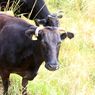 Sapi Wagyu di Jepang Kabur dari Pelelangan Ternak, Ditemukan di Tempat Ini...