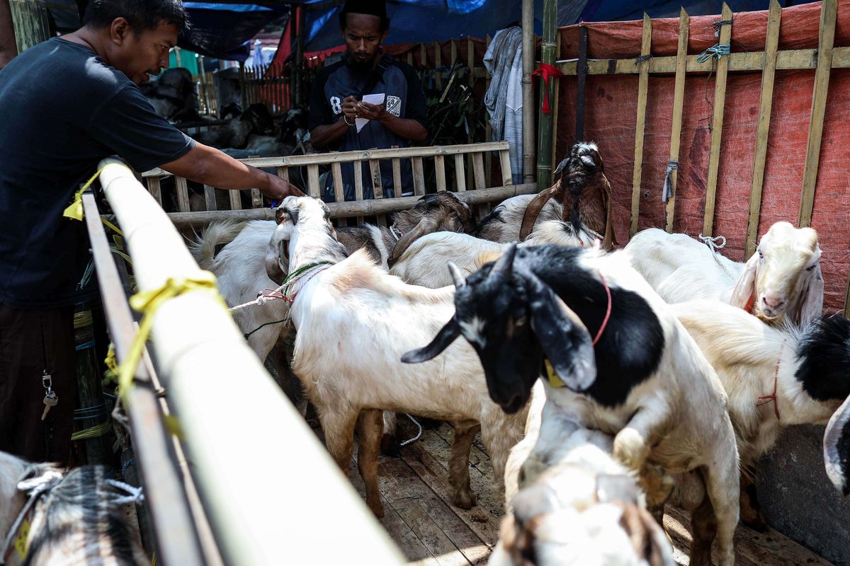 Pedagang memanfaatkan trotoar untuk berjualan hewan kurban di Jalan KH Mas Mansyur, Tanah Abang, Jakarta Pusat, Rabu (7/8/2019). Kambing yang didatangkan dari daerah di Jawa Tengah tersebut ditawarkan antara Rp 2,5 juta hingga Rp 6,5 juta, tergantung beratnya kambing.