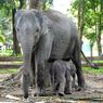 Konservasi Kampar Bergembira, Gajah Ngatini Lahirkan Bayi Jantan, Diberi Nama oleh Gubernur