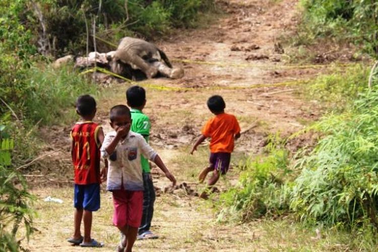 Seekor gajah liar yang ditemukan mati di permukiman warga Desa Sumber Batu, Kecamatan Meureubo, Kabupaten Aceh Barat.