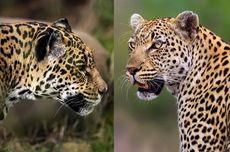 Sering Tertukar, Apa Beda Macan Tutul dan Jaguar? 