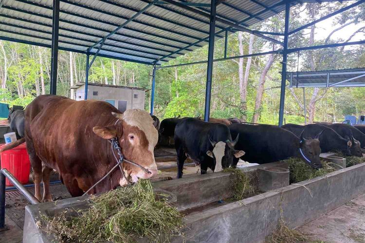 DLH DKI Imbau Pembagian Daging Kurban Pakai Besek Bambu dan Daun Pisang, Bukan Plastik