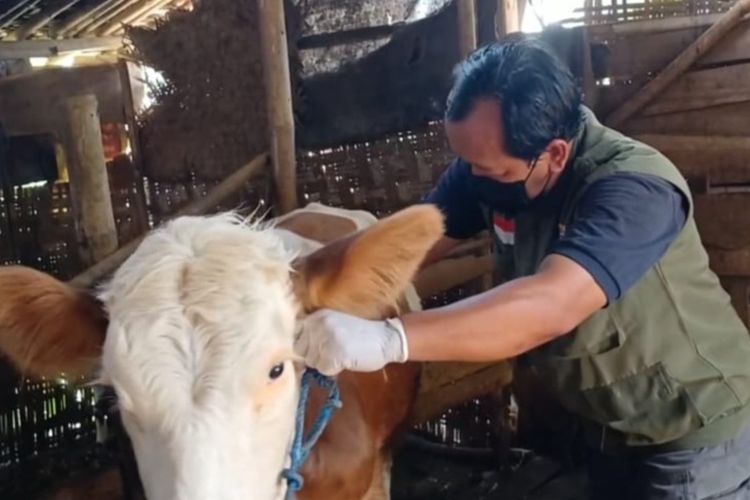 Pemda Jawa Tengah Gencarkan Vaksinasi PMK Usai 2.026 Sapi Terinfeksi