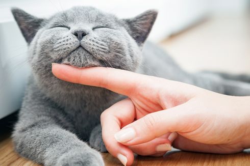 Kota Shenzhen di China Jadi yang Pertama Larang Konsumsi Daging Anjing dan Kucing