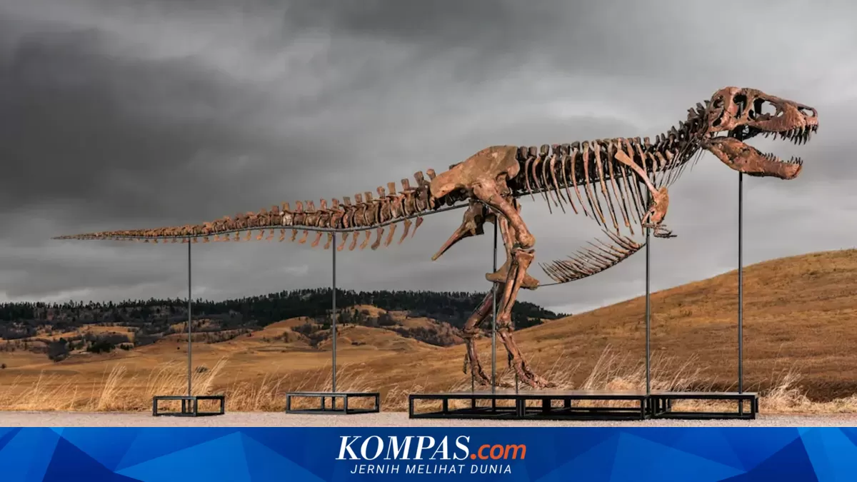 Fosil T. Rex "Gus" Bakal Dilelang Rp 542 Miliar, Bisakah Kalahkan Rekor Apex?