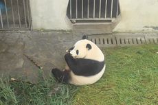 Mengenal Cai Tao dan Hu Chun, Sepasang Panda Penghuni Taman Safari