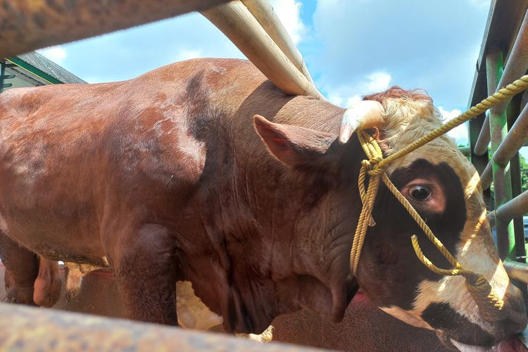 Sapi Bantuan Presiden Disembelih di Bantaran Sungai Code, Daging Bakal Dibagikan ke 1.000 Warga