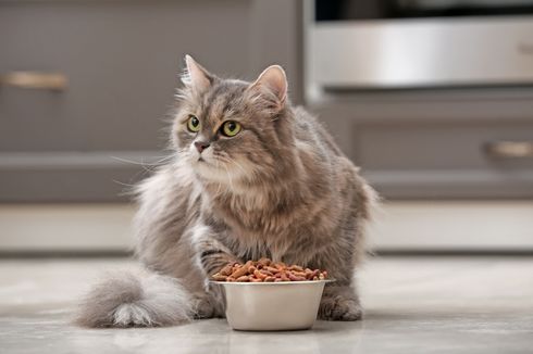 Amankah Memberikan Makanan Kering yang Dibekukan untuk Kucing?
