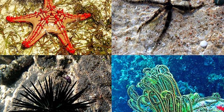 Phylum Echinoderms: Characteristics and Classification All