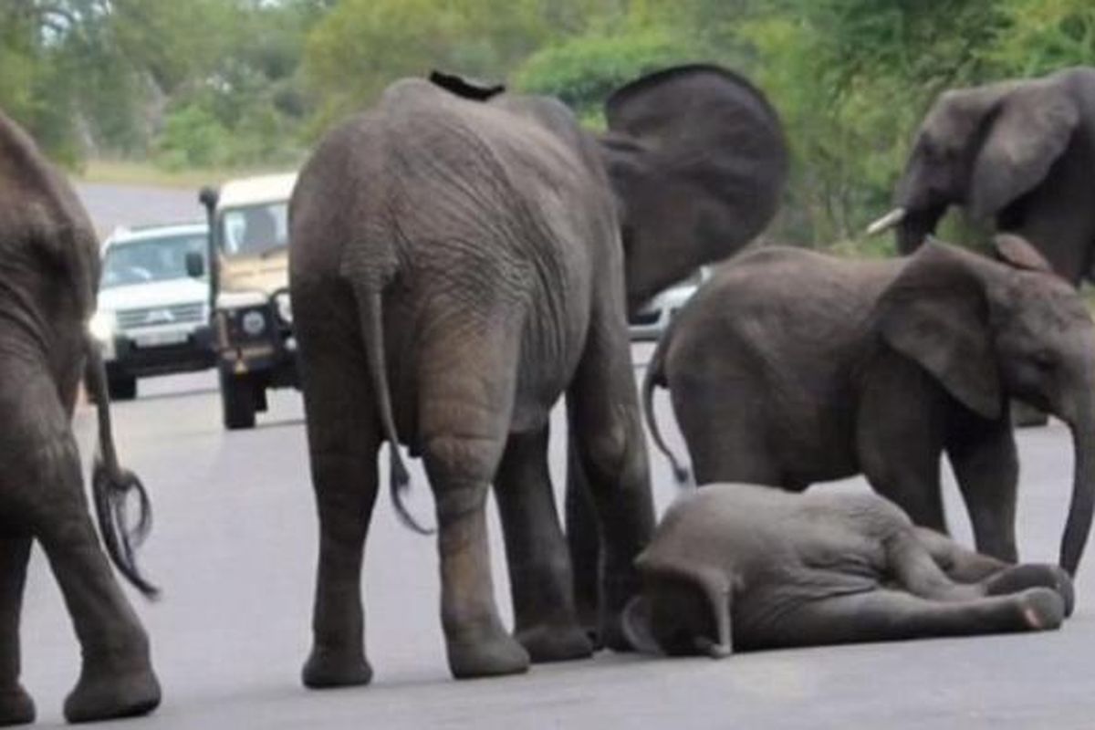 Seekor anak gajah pingsan di tengah sebuah jalan raya yang melintasi Taman Nasional Kruger, Afrika Selatan, yang kemudian menimbulkan kemacetan karena sekelompok gajah dewasa datang untuk membantu anak gajah itu.