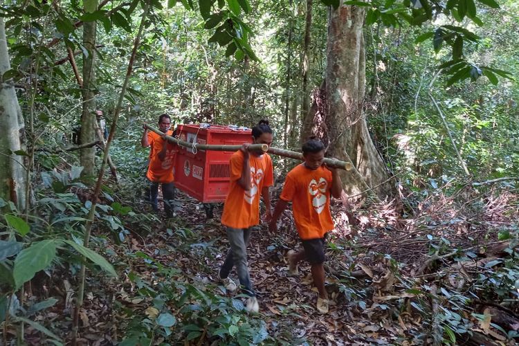 Para penjaga hutan (ranger) saat memikul orangutan Gisel dalam kandang transport memasuki Hutan Lindung Sungai Lesan (HLSL), Kabupaten Berau, Kalimantan Timur (Kaltim), Sabtu (19/6/2021). 
