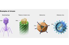 Mengapa Virus Disebut Parasit Intraseluler Obligat?