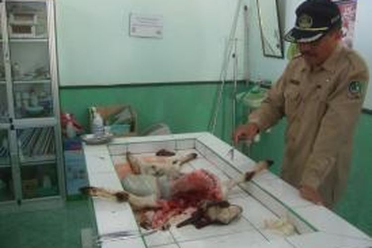 Petugas Dinas Peternakan Kabupaten Banyuwangi sedang mengotopsi bangkai kambing milik warga Kecamatan Licin Rabu (9/10/2013)