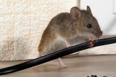 Cara Menghilangkan Bau Bangkai Tikus dari Rumah 