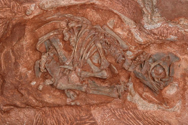 Fosil embrio dinosaurus Massospondylus carinatus. Kerangka ini adalah embrio di dalam fosil telur dinosaurus pemakan tumbuhan yang ditemukan di Afrika Selatan.