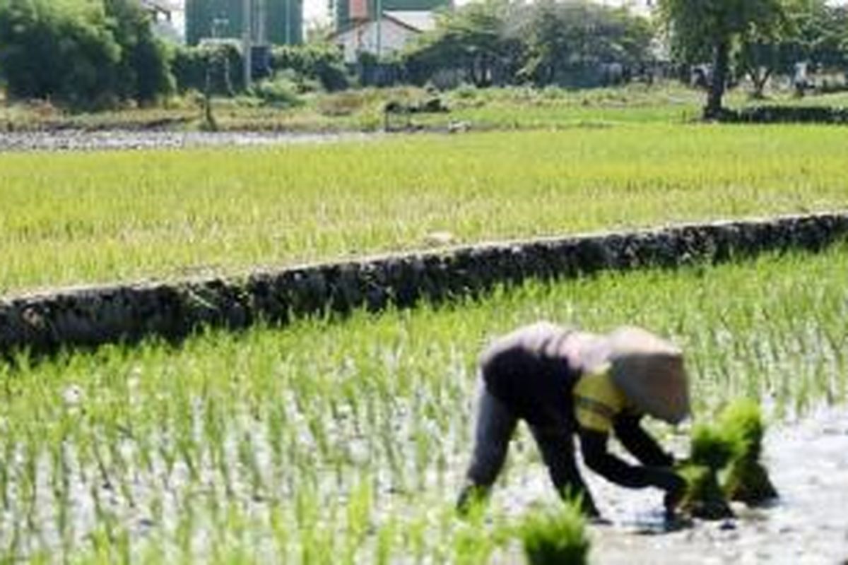 Warga menanam padi tidak jauh dari sumur gas Lapindo Brantas di Desa Kedungbanteng, Kecamatan Tanggulangin, Kabupaten Sidoarjo, Jawa Timur, Rabu (6/1). Lapindo Brantas akan kembali melakukan pengeboran gas di sumur itu. Kapasitas pengeboran gas mencapai 10 MMSCFD.