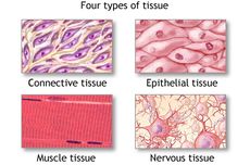 Mengenal Jaringan Tubuh Manusia