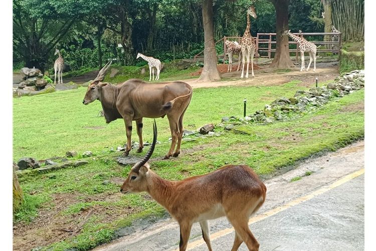 Bagi Taman Safari, momen Hari Keanekaragaman Hayati selalu menjadi pengingat arti penting kerja konservasi yang konsisten