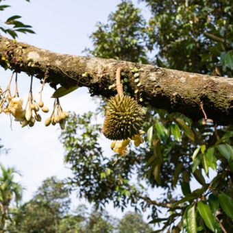 Tanaman durian berbunga