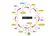 Siklus Krebs atau Siklus Asam Sitrat pada Manusia