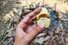 Nasib Salak Condet Kini, Maskot Jakarta yang Kian Langka Tergeser Zaman...