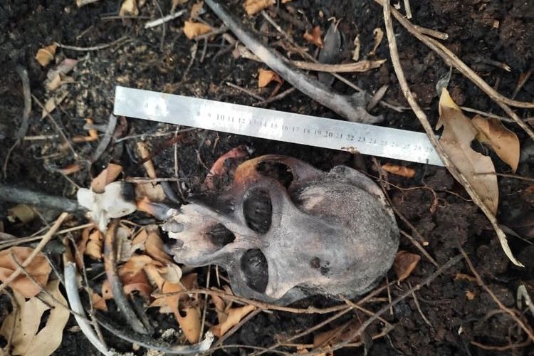 Tengkorak Diduga Orangutan Ditemukan di Kebun Sawit Ketapang Diuji Forensik