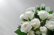 6 Fakta Menarik Bunga Mawar Putih, Mewakili Kemurnian