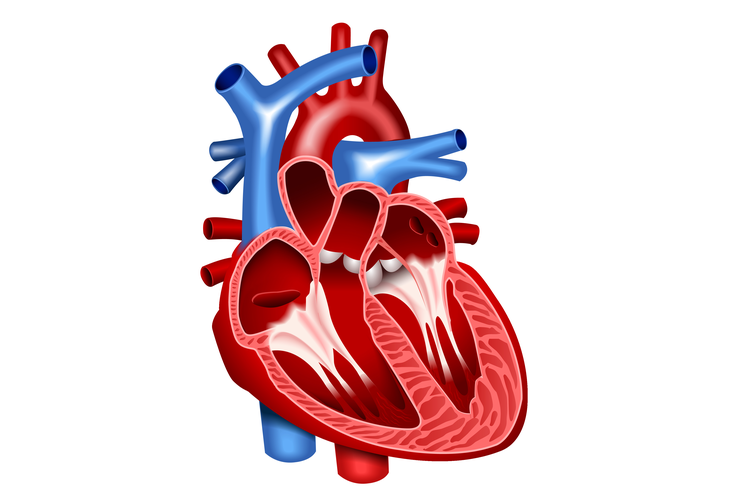 Anatomi lapisan jantung