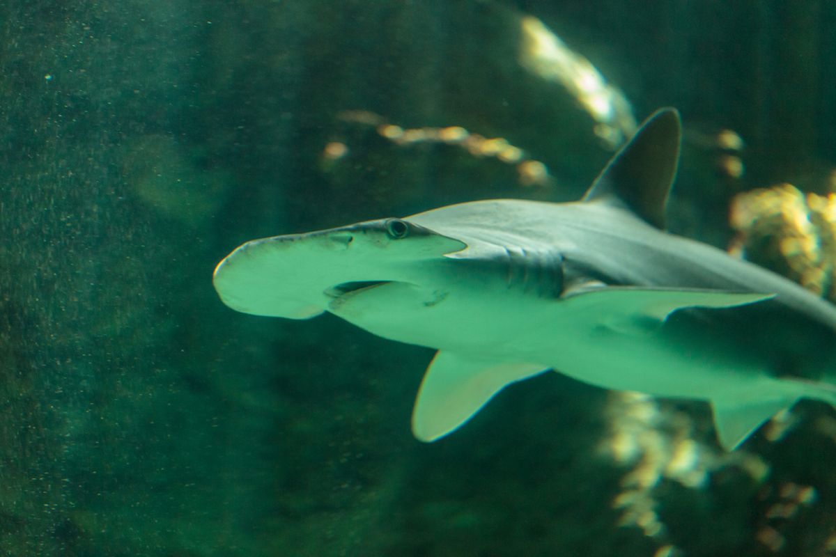 Hiu bonnethead