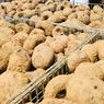 Curhat Petani Porang Madiun, Bertahan di Tengah Hancurnya Harga hingga Ancang-ancang Jual Tanah (1)