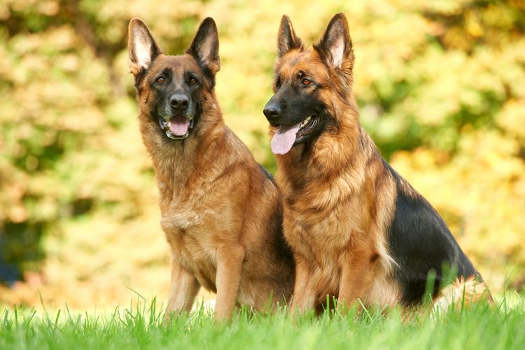 Ilustrasi anjing German shepherd 