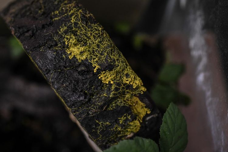 Blob (Physarum Polycephalum), merupakan organisme bersel tunggal misterius. Bentuknya mirip jamur tapi berperilaku seperti binatang. Foto ini diambil pada 16 Oktober 2019 di Parc Zoologique de Paris (taman zoologi Paris).