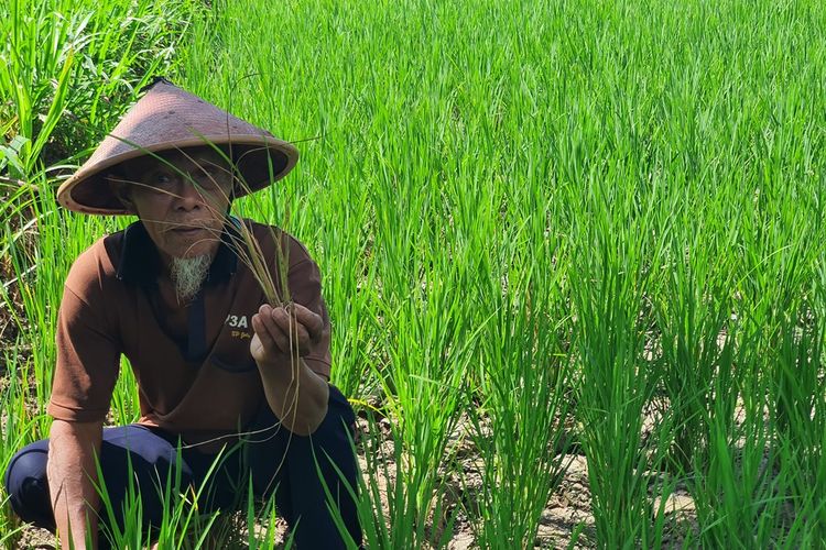 Seorang petani menunjukkan tanaman padi yang mati di sawah Kalurahan Playen, Kapanewon Playen, Gunungkidul. Rabu (21/12/2022)