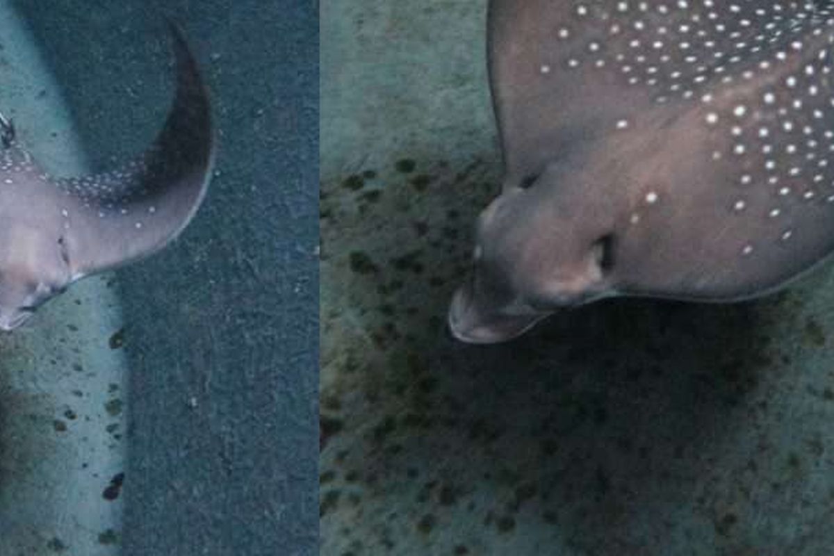 Freckle, ikan pari elang tutul yang hidup di Sea Life Sydney Aquarium dan baru saja melahirkan tanpa pejantan.