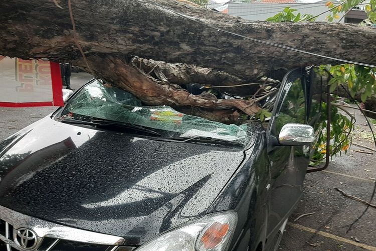 Pohon tumbang menimpa mobil yang parkir di Peleburan Barat Raya Semarang, Selasa (11/1/2022)