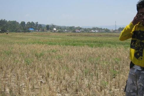 Kemarau Berlanjut, 150 Hektar Sawah Petani di Poso Gagal Panen