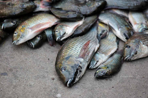 Pengadilan Thailand Perintahkan Pemberantasan Ikan Nila Hitam, Ada Apa?