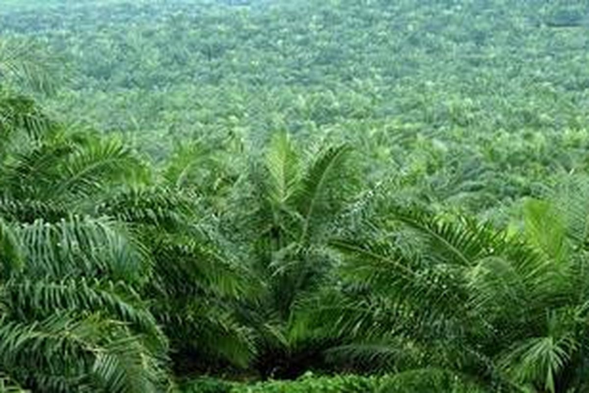 Perkebunan kelapa sawit.