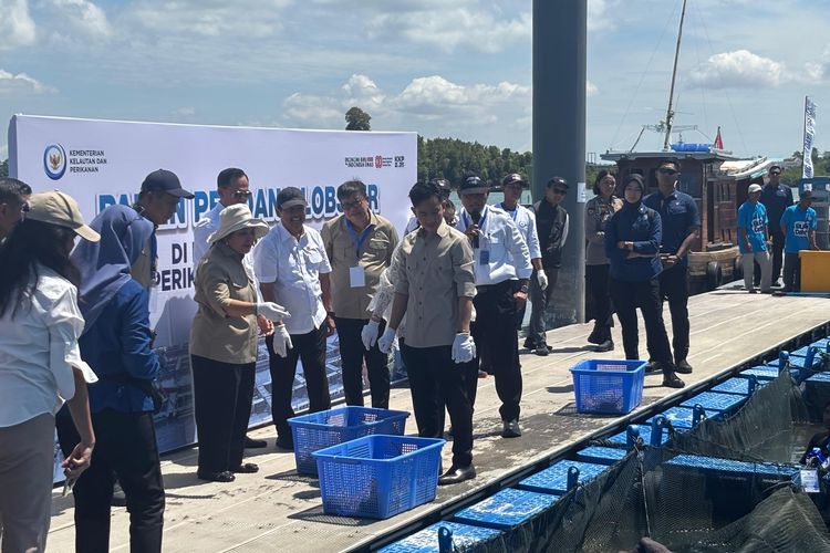 Wakil Presiden (Wapres) RI Gibran Rakabuming melakukan panen lobster bareng Titiek Soeharto di Balai Perikanan Budi Daya Laut (BPBL) di Batam, Kepulauan Riau, Rabu (10/9/2025) siang.